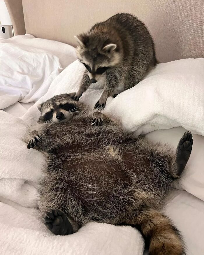 47 Cute And Hilarious Raccoon Pics That Might Steal Your Heart
