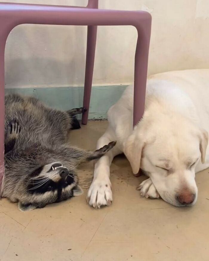 47 Cute And Hilarious Raccoon Pics That Might Steal Your Heart