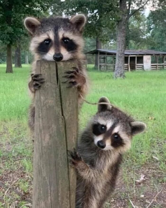 47 Cute And Hilarious Raccoon Pics That Might Steal Your Heart