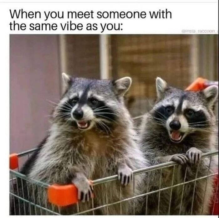 47 Cute And Hilarious Raccoon Pics That Might Steal Your Heart