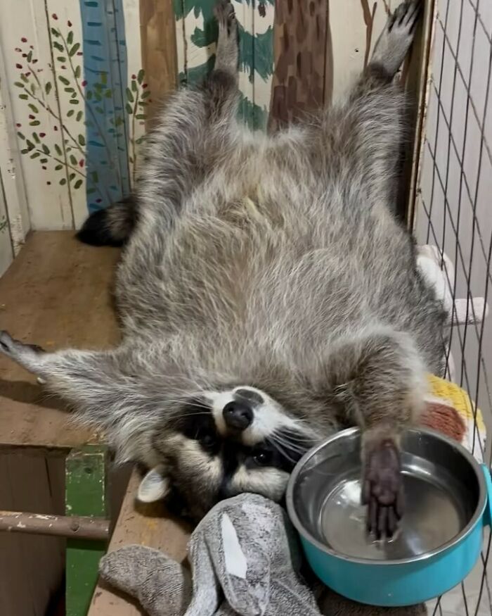 47 Cute And Hilarious Raccoon Pics That Might Steal Your Heart