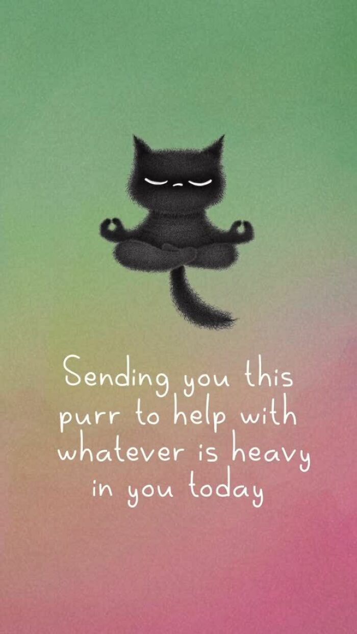 Cat Illustrations Luis Coelho