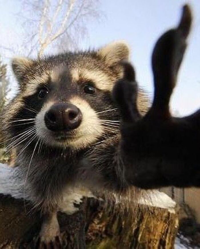 47 Cute And Hilarious Raccoon Pics That Might Steal Your Heart