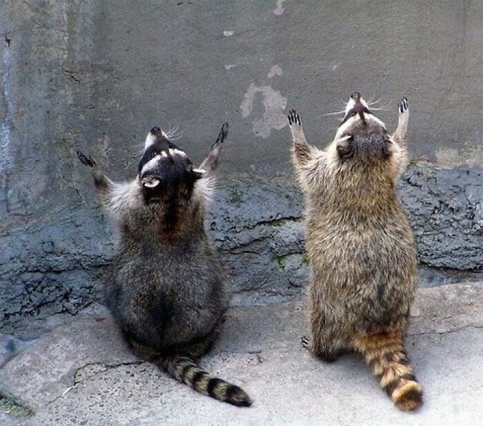 47 Cute And Hilarious Raccoon Pics That Might Steal Your Heart