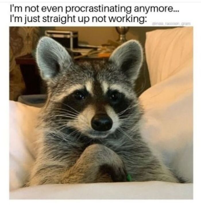 47 Cute And Hilarious Raccoon Pics That Might Steal Your Heart