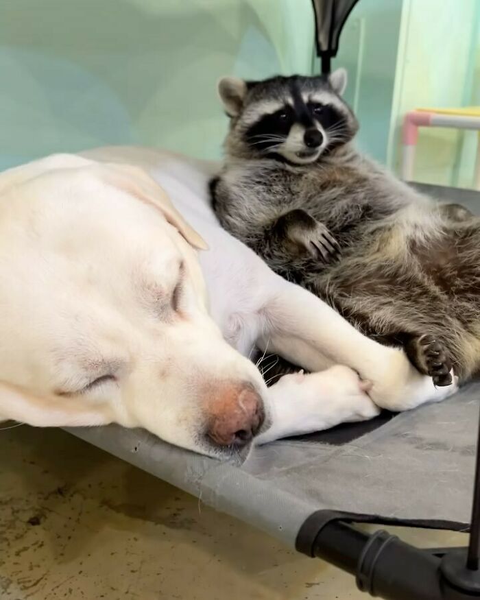 47 Cute And Hilarious Raccoon Pics That Might Steal Your Heart