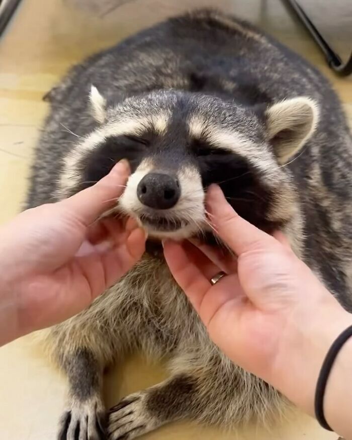 47 Cute And Hilarious Raccoon Pics That Might Steal Your Heart