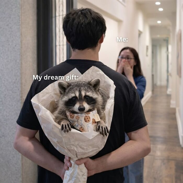47 Cute And Hilarious Raccoon Pics That Might Steal Your Heart