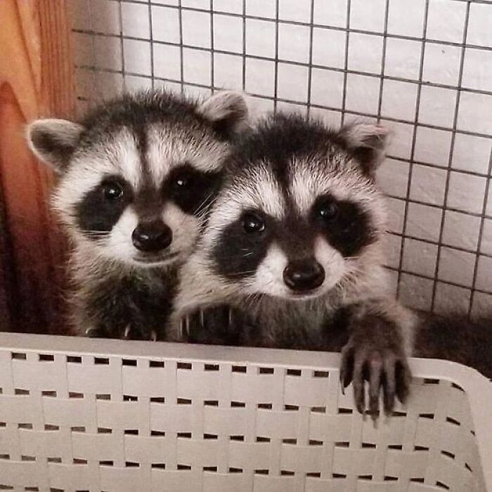 47 Cute And Hilarious Raccoon Pics That Might Steal Your Heart