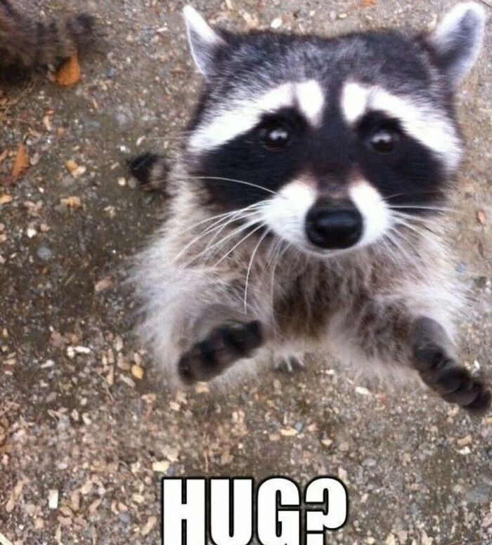 47 Cute And Hilarious Raccoon Pics That Might Steal Your Heart