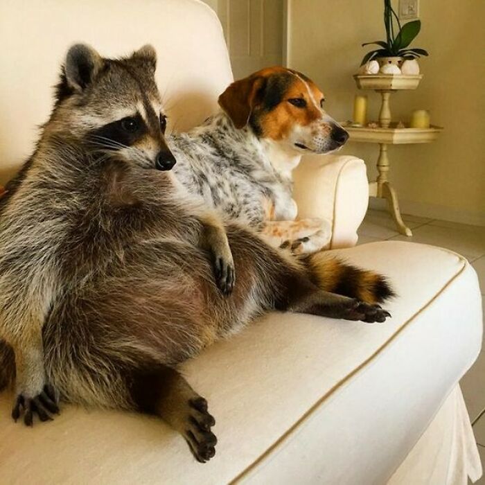 47 Cute And Hilarious Raccoon Pics That Might Steal Your Heart