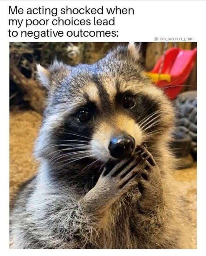 47 Cute And Hilarious Raccoon Pics That Might Steal Your Heart