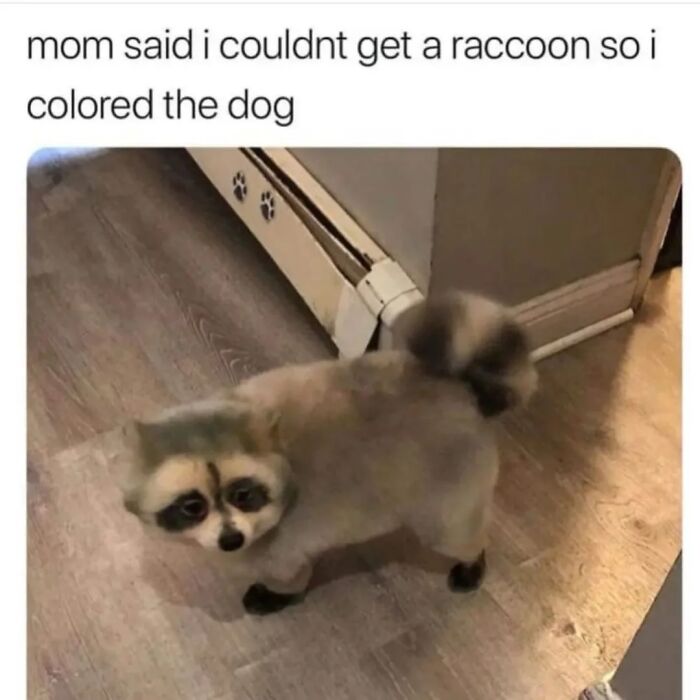 47 Cute And Hilarious Raccoon Pics That Might Steal Your Heart