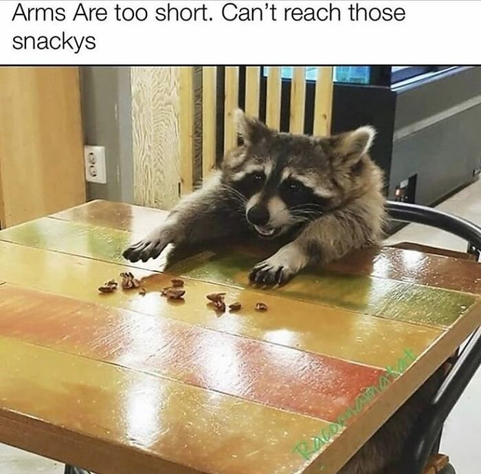 47 Cute And Hilarious Raccoon Pics That Might Steal Your Heart