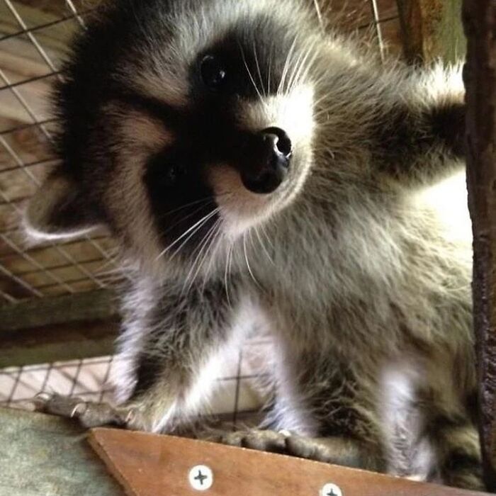 47 Cute And Hilarious Raccoon Pics That Might Steal Your Heart