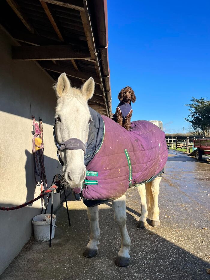Small dog sitting on a horse covered with blanket outdoors