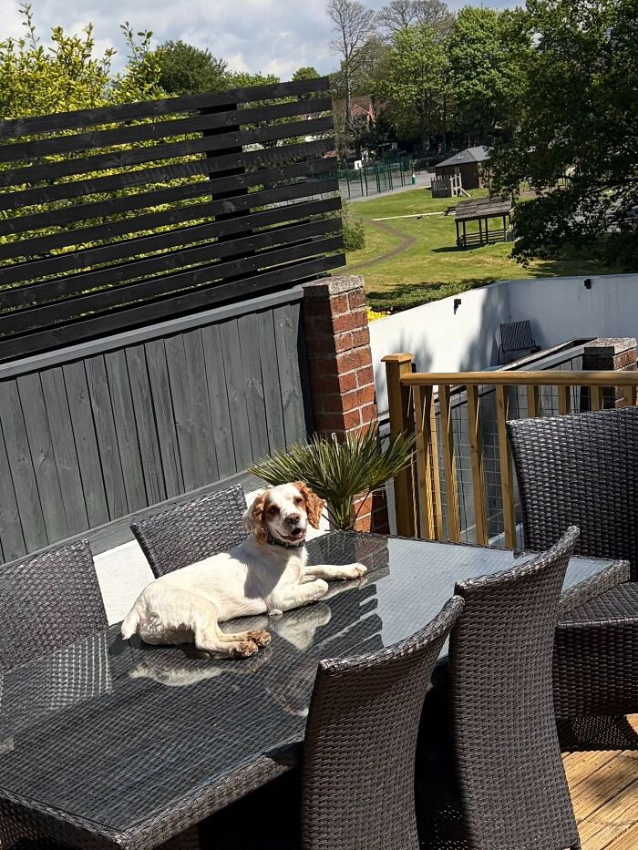 Dog lounging on a glass patio table enjoying sunbathing outdoors