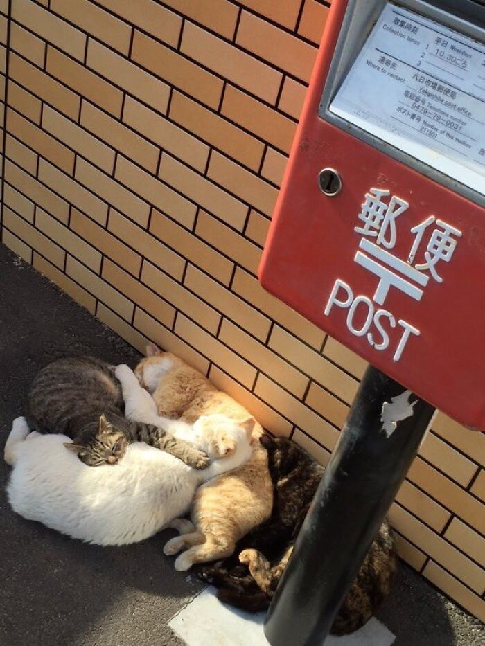 Group of cats huddled together sunbathing near a red post box and brick wall