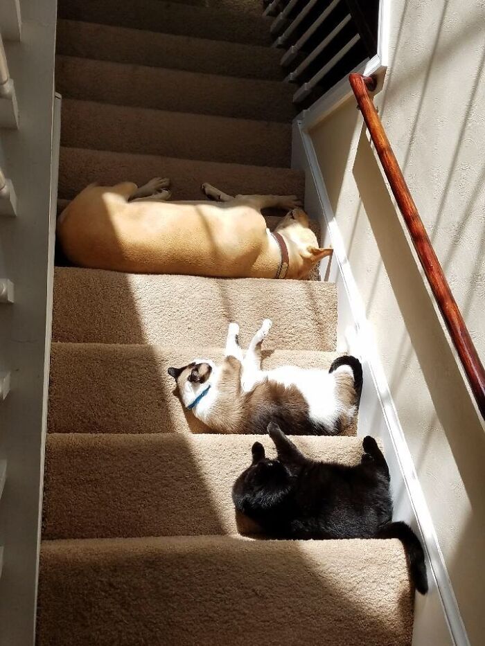 Dog and two cats sunbathing together on carpeted stairs indoors