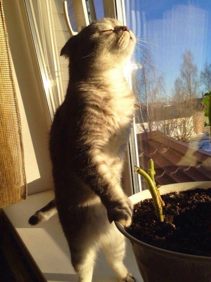 Cat enjoying sunlight by window while standing on pot