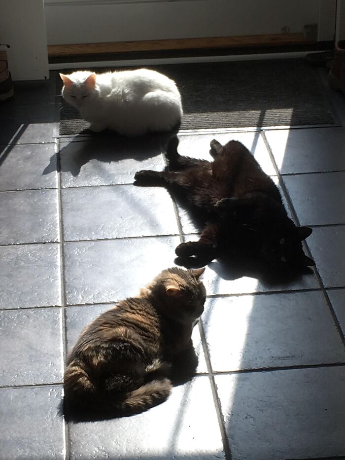 Three cats sunbathing on tiled floor near a door