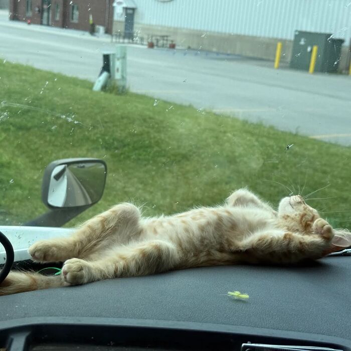 Cat sunbathing stretched out on car dashboard enjoying warm sunlight