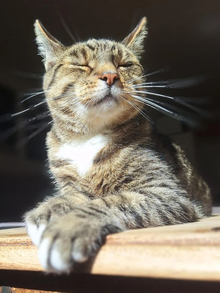 Tabby cat with closed eyes sunbathing on wooden surface indoors