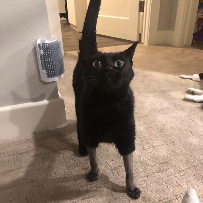 50 Cat Memes That Feel Like They Were Created By Sleep Deprived Internet Geniuses