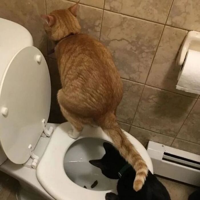 50 Cat Memes That Feel Like They Were Created By Sleep Deprived Internet Geniuses
