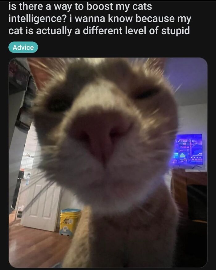 50 Cat Memes That Feel Like They Were Created By Sleep Deprived Internet Geniuses