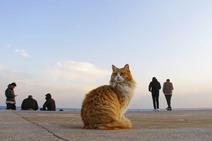 These Beautiful Cat Photos Capture Quiet Moments Most People Walk Past (37 Pics)