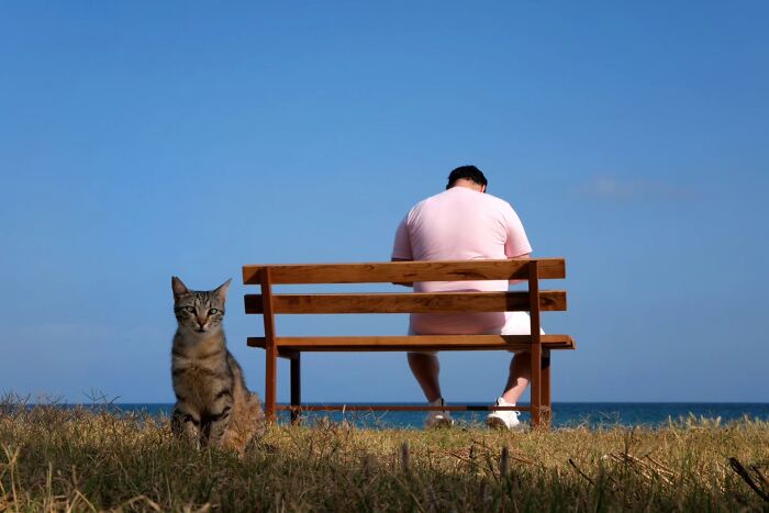These Beautiful Cat Photos Capture Quiet Moments Most People Walk Past (37 Pics)