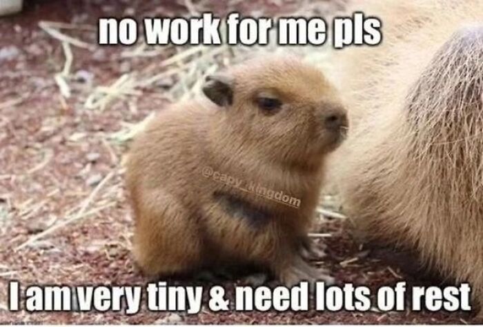 40 Funny And Wholesome Capybara Memes That Perfectly Capture The Internet’s Obsession With These Chill Animals