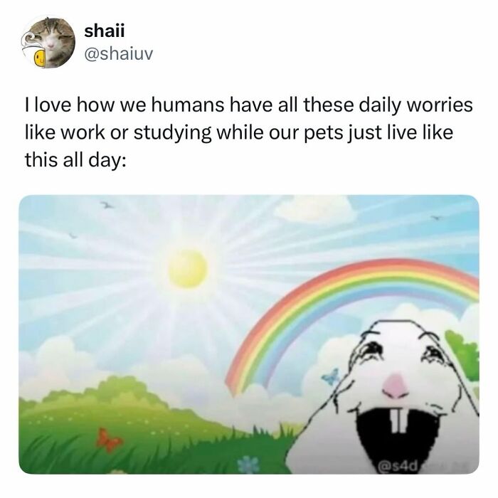 These Dog Memes Perfectly Capture The Chaos, Wholesomeness, And Pure Randomness Of Life With Dogs