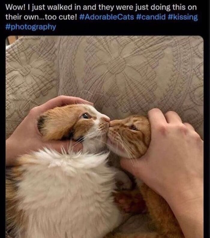 50 Cat Memes That Feel Like They Were Created By Sleep Deprived Internet Geniuses