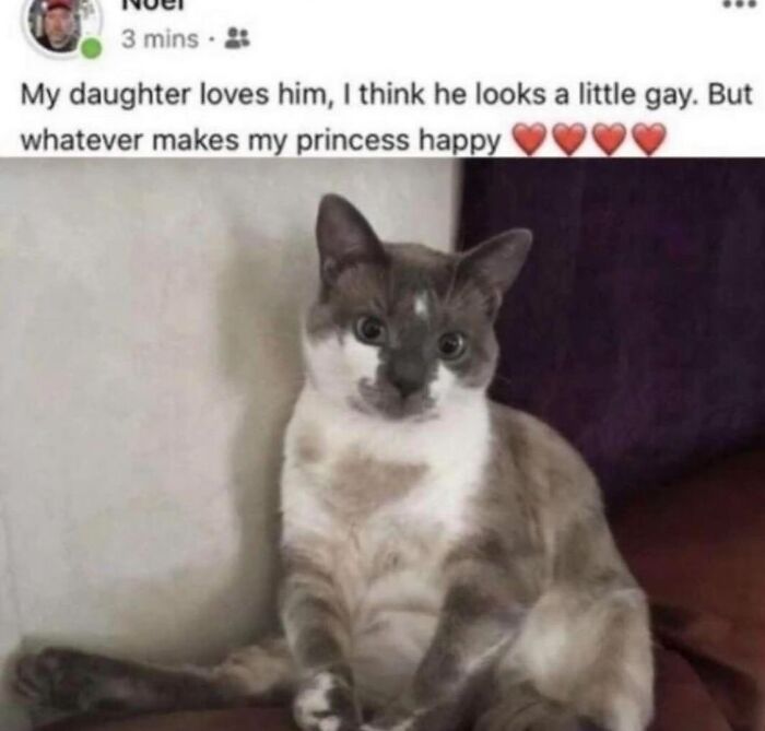 50 Cat Memes That Feel Like They Were Created By Sleep Deprived Internet Geniuses
