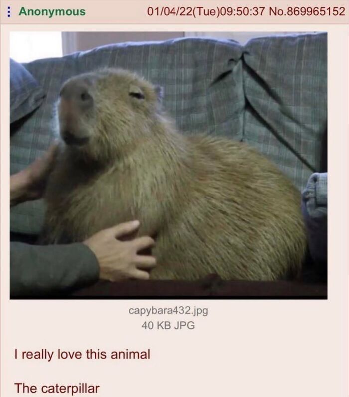 40 Funny And Wholesome Capybara Memes That Perfectly Capture The Internet’s Obsession With These Chill Animals