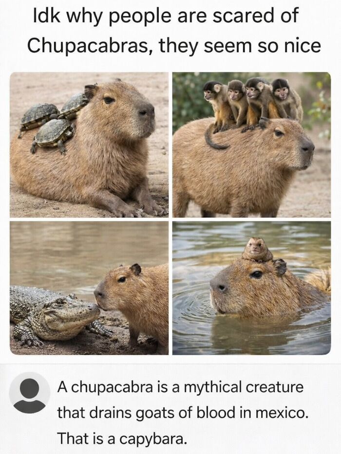 40 Funny And Wholesome Capybara Memes That Perfectly Capture The Internet’s Obsession With These Chill Animals