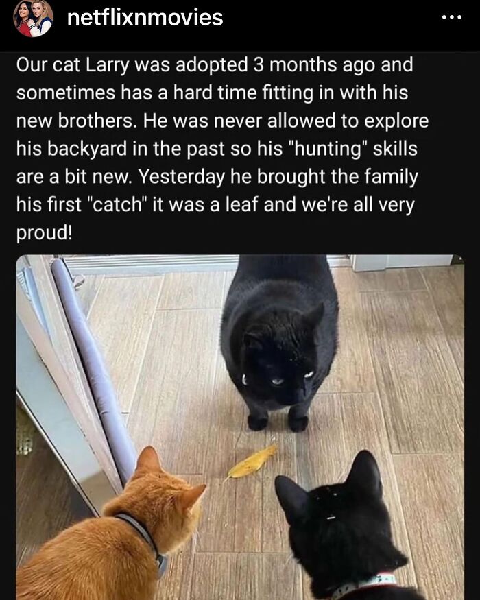 50 Cat Memes That Feel Like They Were Created By Sleep Deprived Internet Geniuses