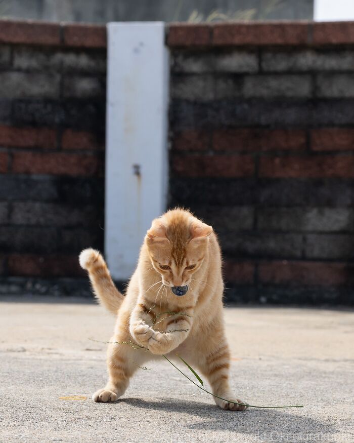 This Japanese Photographer Captures Street Cats Living Like Tiny Drama Queens, And Every Photo Feels Like A Movie Scene (50 Pics)