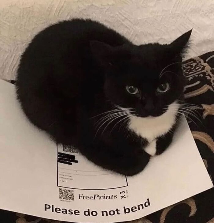 50 Cat Memes That Feel Like They Were Created By Sleep Deprived Internet Geniuses