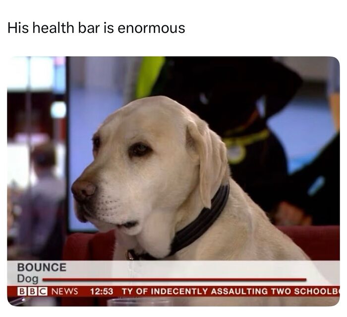These Dog Memes Perfectly Capture The Chaos, Wholesomeness, And Pure Randomness Of Life With Dogs