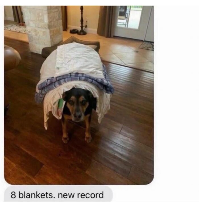These Dog Memes Perfectly Capture The Chaos, Wholesomeness, And Pure Randomness Of Life With Dogs