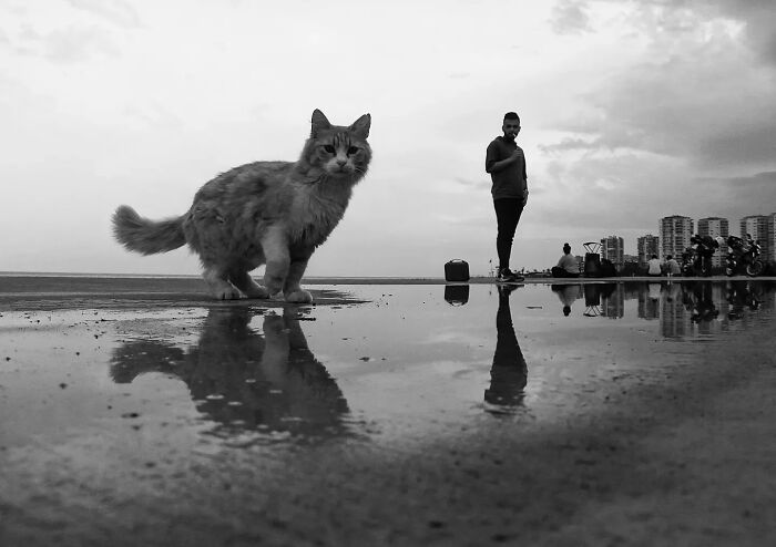 These Beautiful Cat Photos Capture Quiet Moments Most People Walk Past (37 Pics)
