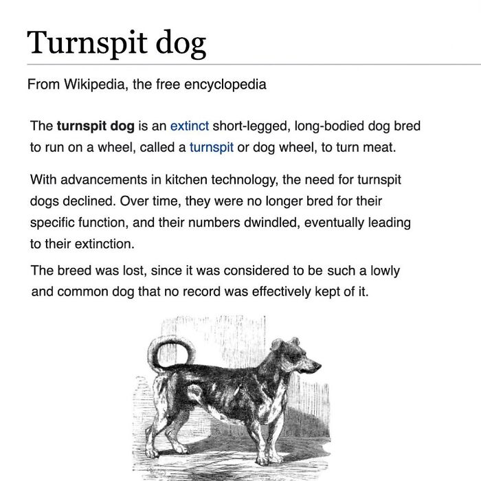 42 Animal Posts From “Depths Of Wikipedia” That Prove Nature Is Stranger Than Fiction