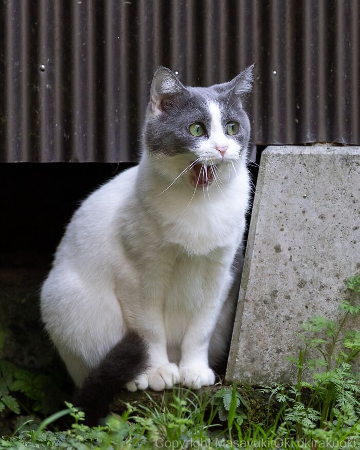 This Japanese Photographer Captures Street Cats Living Like Tiny Drama Queens, And Every Photo Feels Like A Movie Scene (50 Pics)