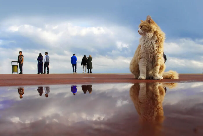 These Beautiful Cat Photos Capture Quiet Moments Most People Walk Past (37 Pics)