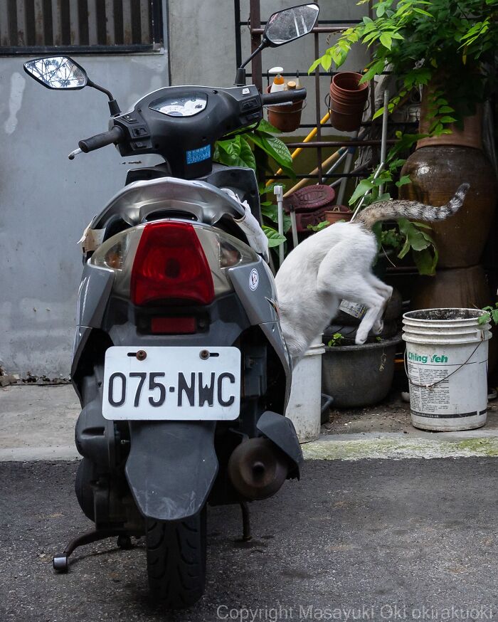 This Japanese Photographer Captures Street Cats Living Like Tiny Drama Queens, And Every Photo Feels Like A Movie Scene (50 Pics)