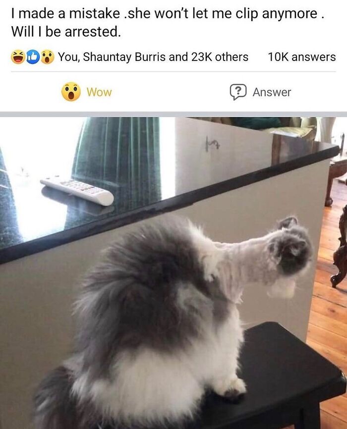 50 Cat Memes That Feel Like They Were Created By Sleep Deprived Internet Geniuses