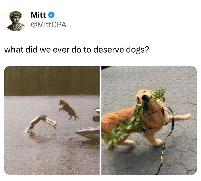 These Dog Memes Perfectly Capture The Chaos, Wholesomeness, And Pure Randomness Of Life With Dogs